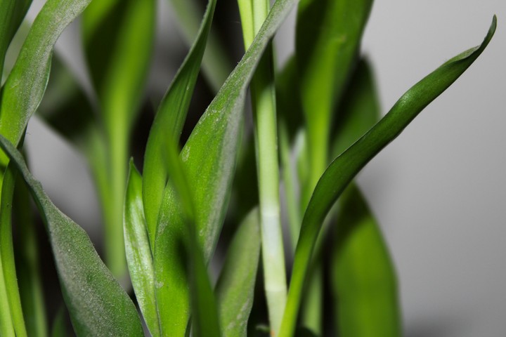 Green Peace