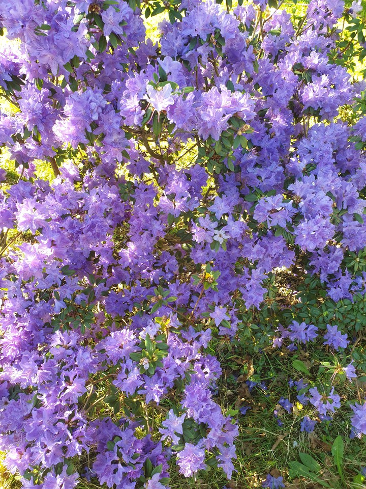 frühling im Garten.