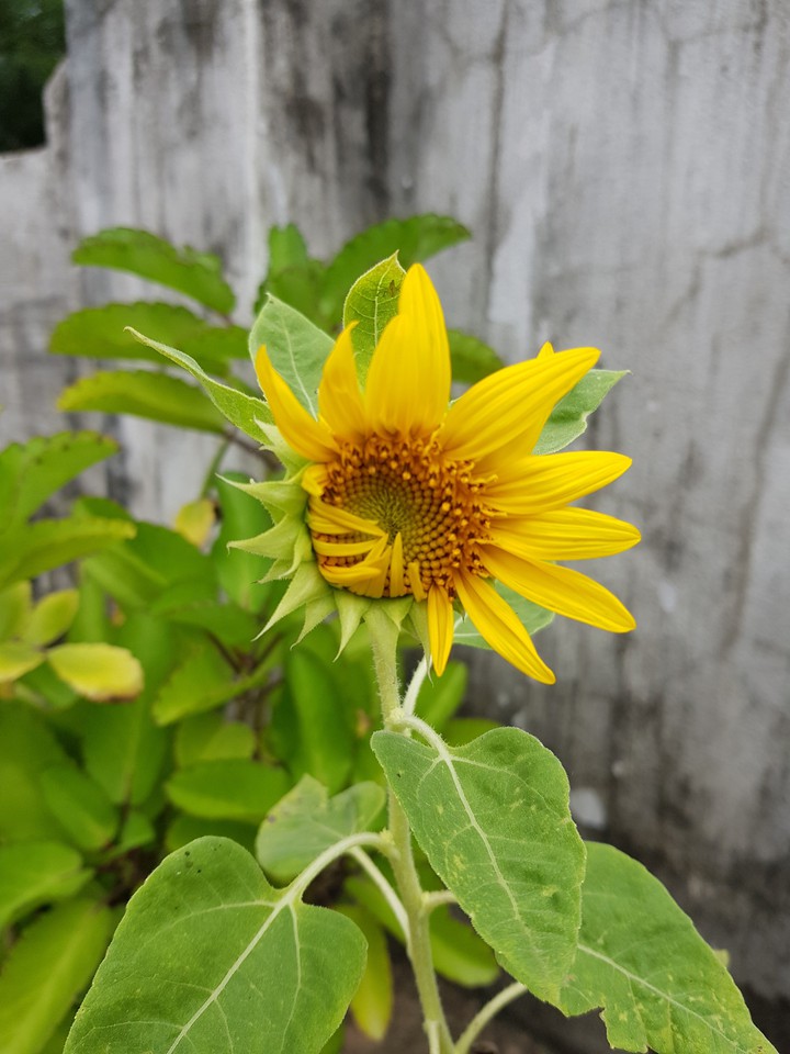 half open
