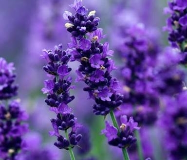 Lavender 