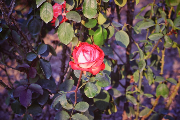 Rosa