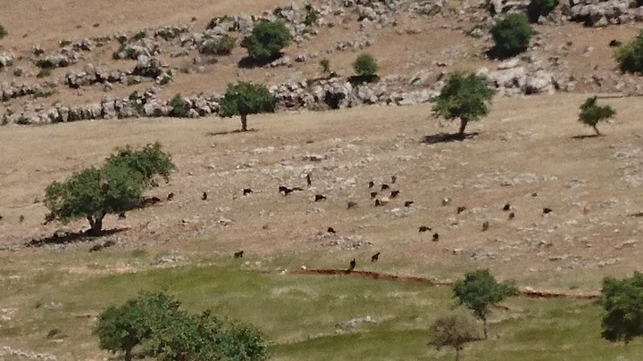 yayla