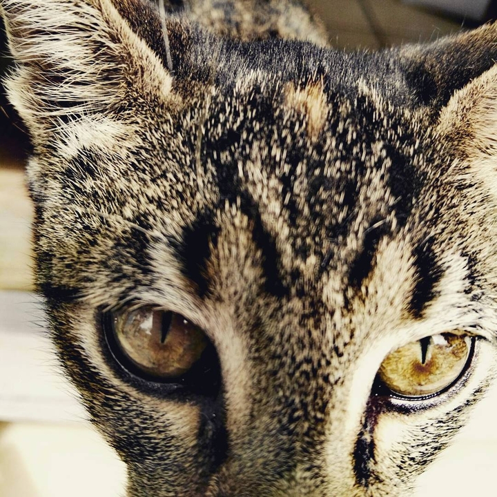 little cat