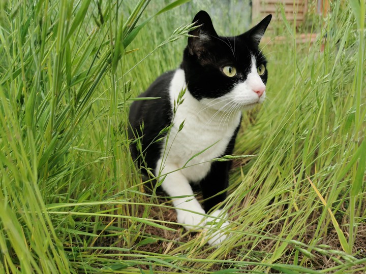 chat