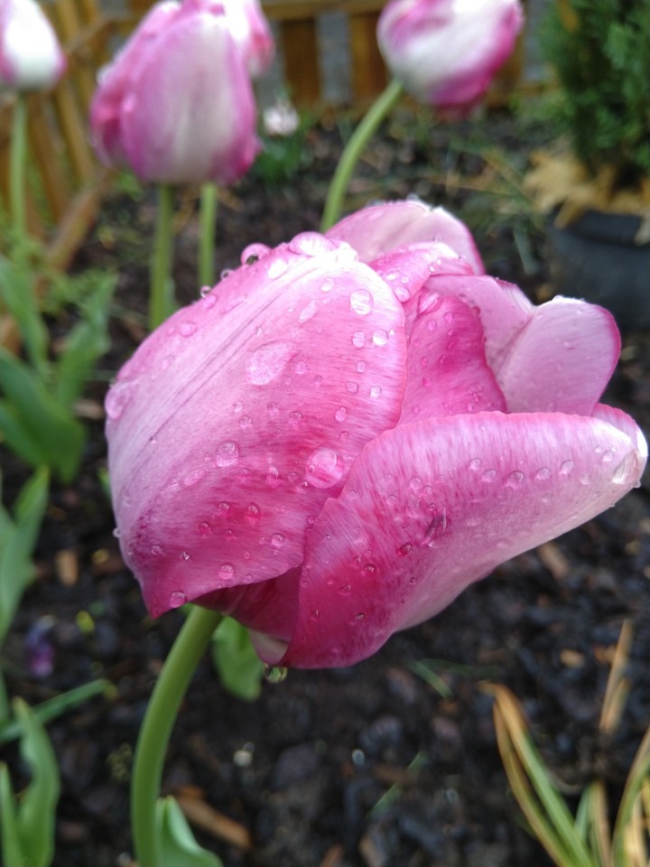 tulip after the rain