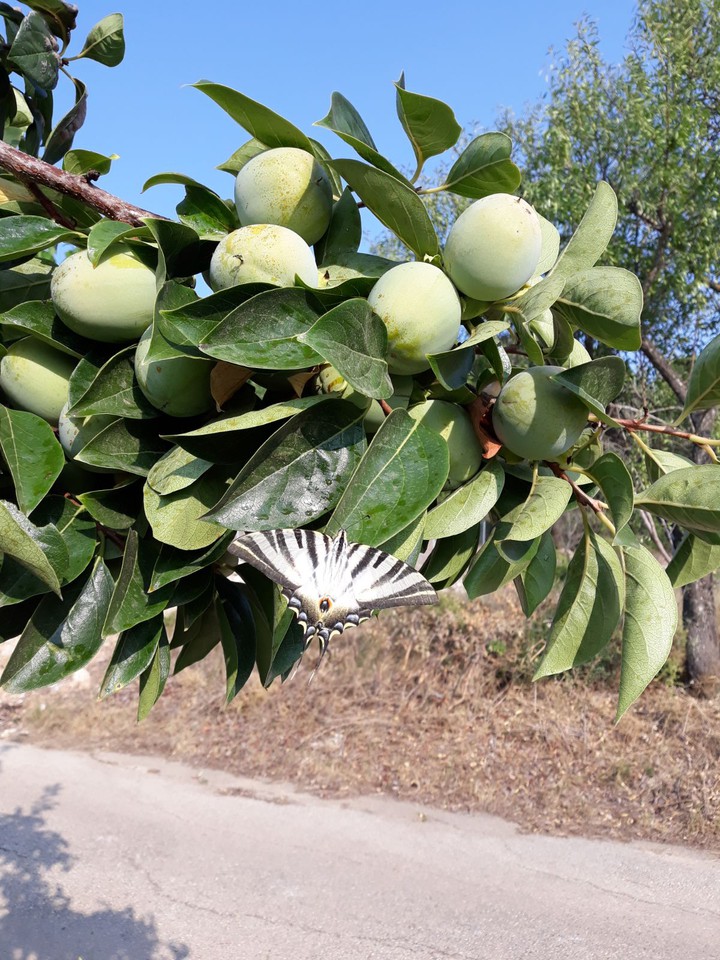 Danaus Plexippus/ Mariposa Monarca Blanca