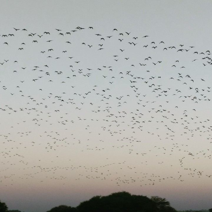 Birds