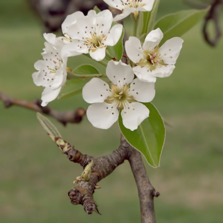 pear tree
