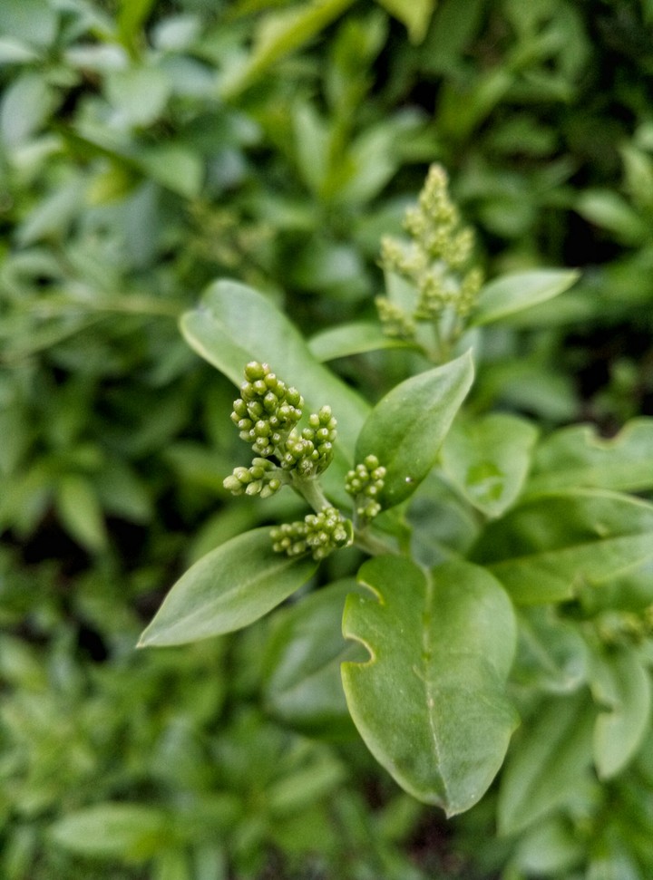 Bloom