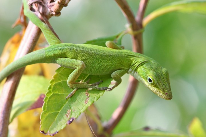 verde lagartija