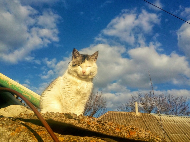 cat sky