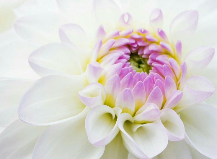flower white pink lotus