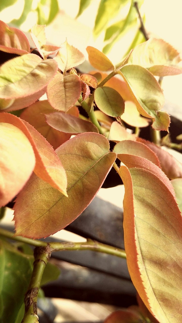 love for leaves