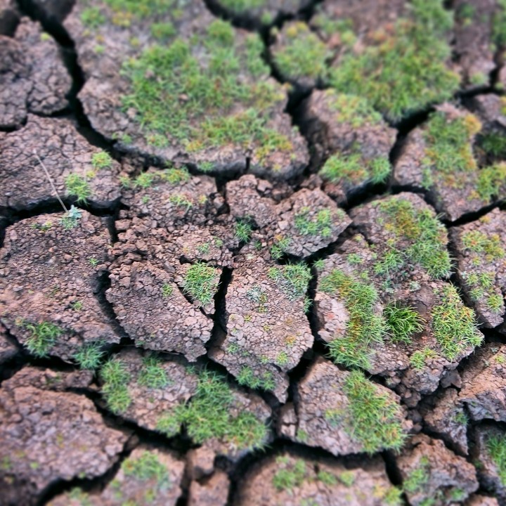 Grass Marks
