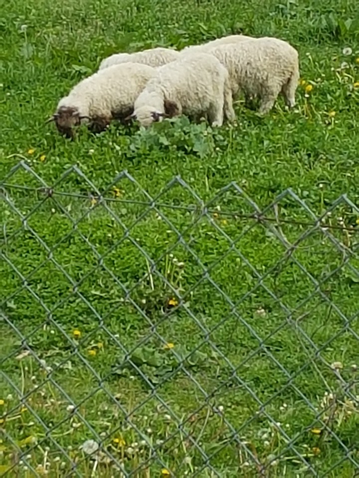 sheep