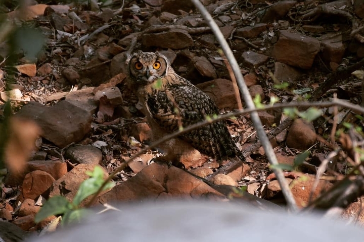 Owl Face kS