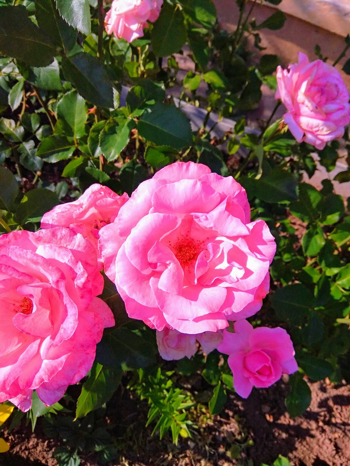 Rose rose