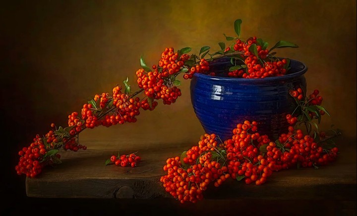 pyracantha