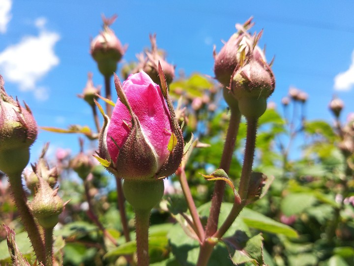rose