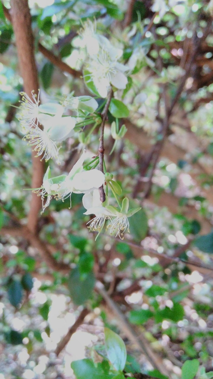Flor de Pitanga