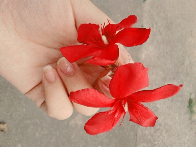 Flor *