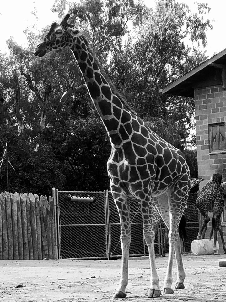 Giraffe