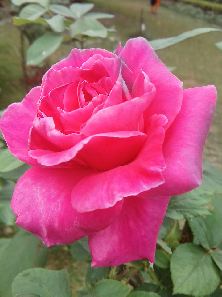 morning beauty
