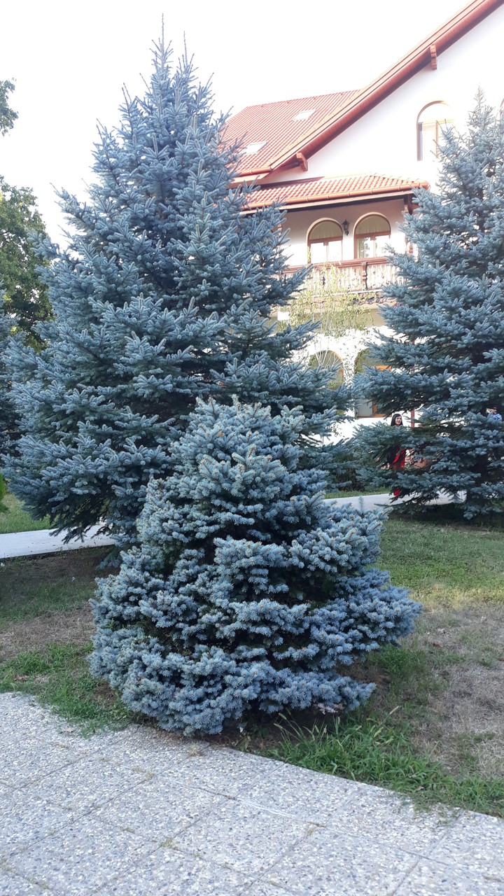 pines