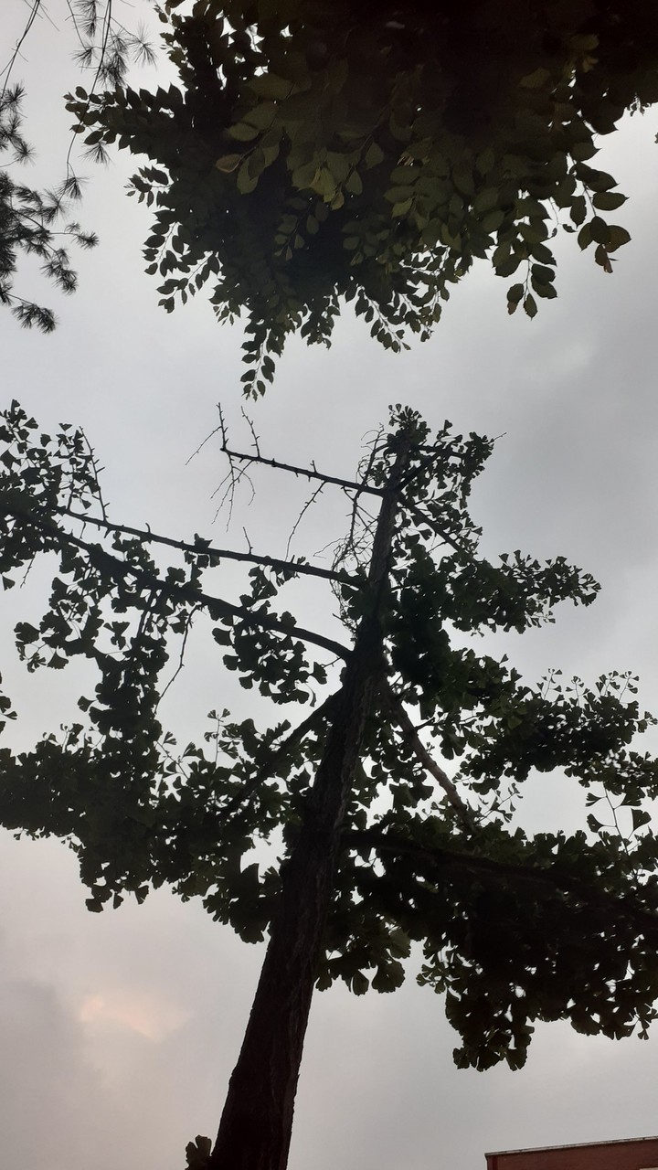 나무잎 tree leaf