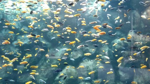Aquarium
