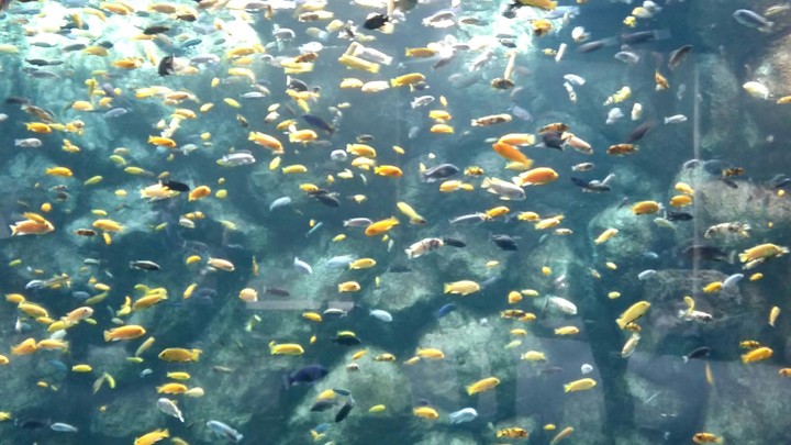 Aquarium