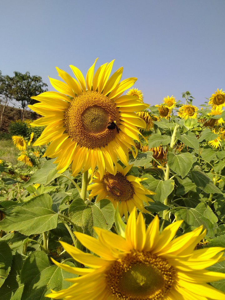 sunflower