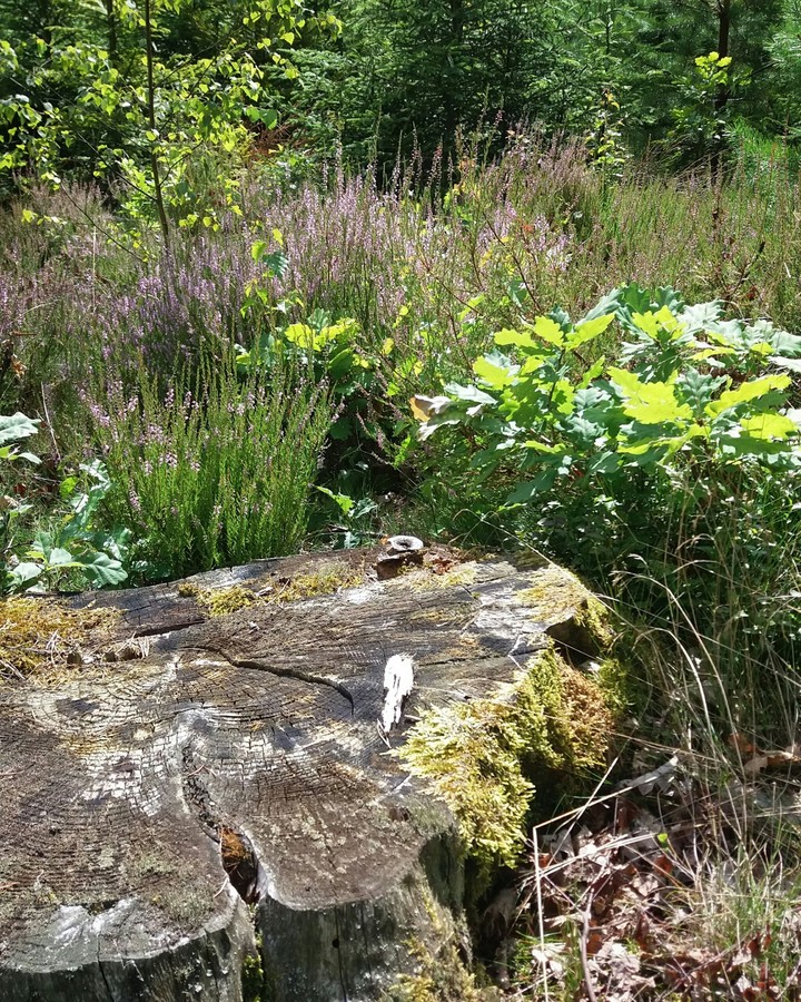 Heathland