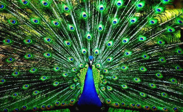 The Eye-catcher