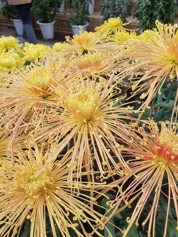 菊花