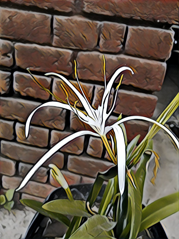 plant
