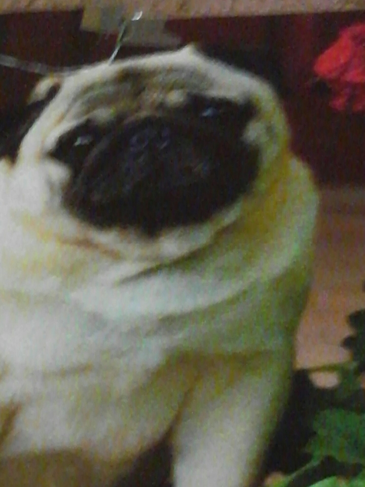 Te estoy viendo q ahi me estas tomando fotos @chickimoni!