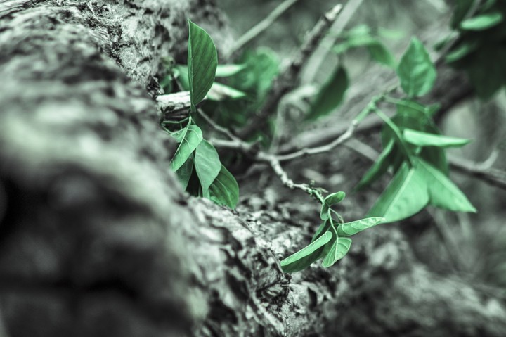 leaves