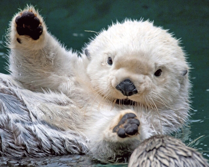 animal / beautiful