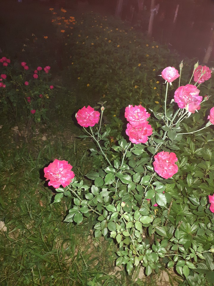 natural flower