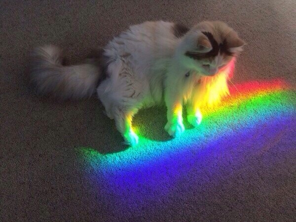cat