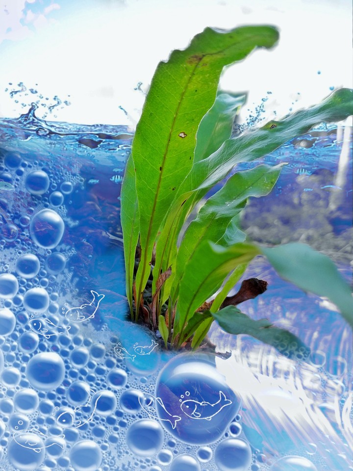Blue