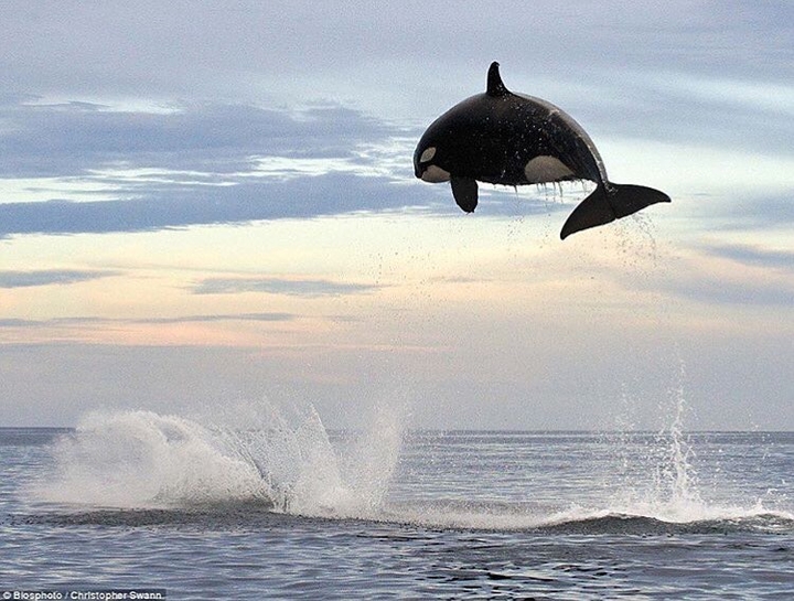 killer whale flying