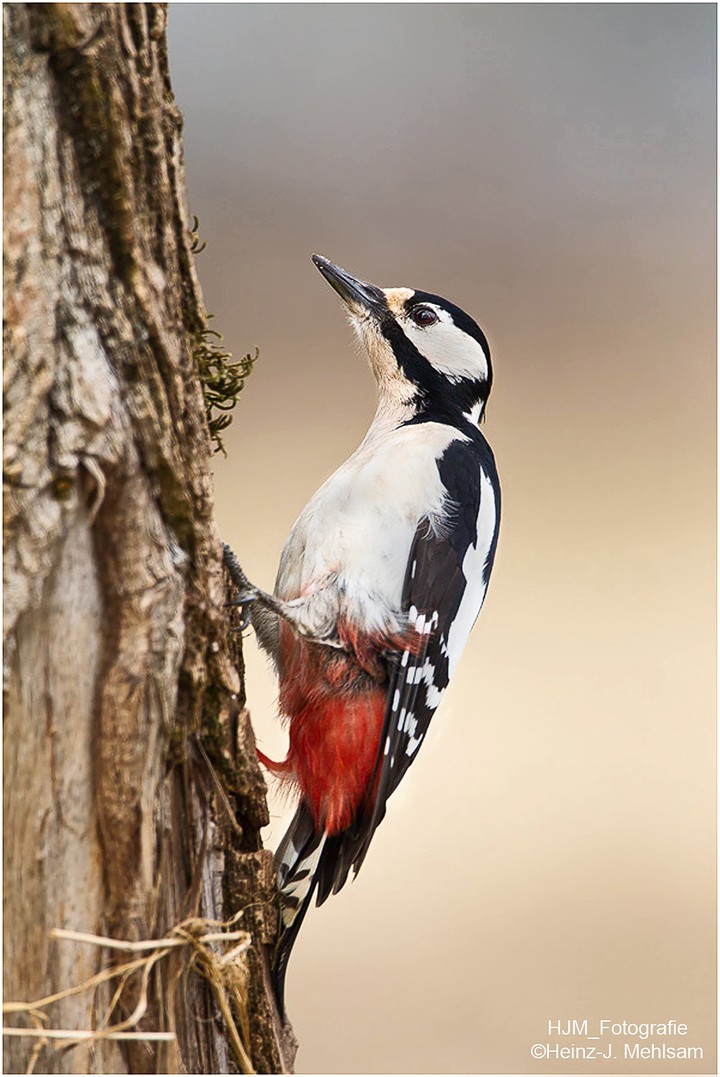 Buntspecht / Spotted Woodpecker
+ Heinz-Jürgen Mehlsam