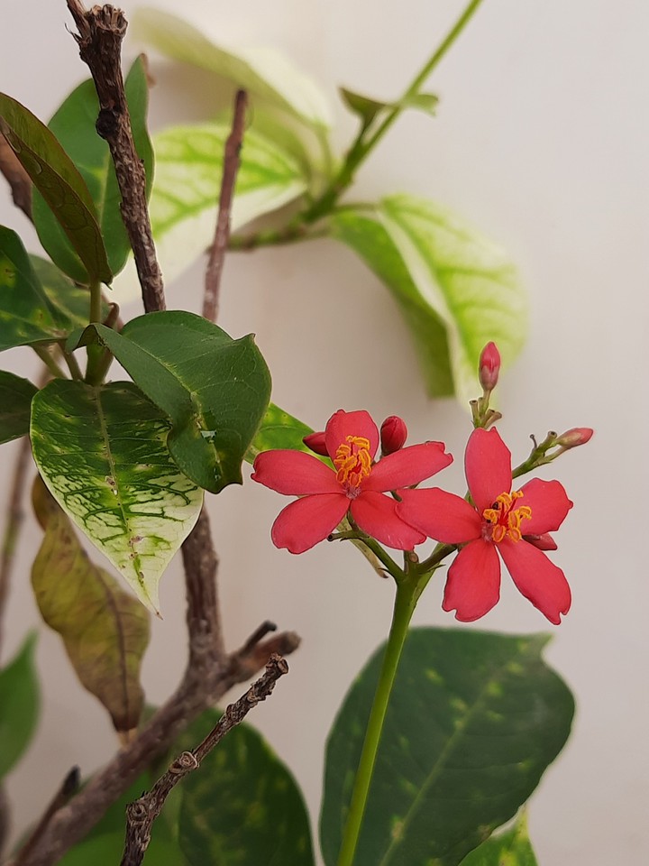 flower