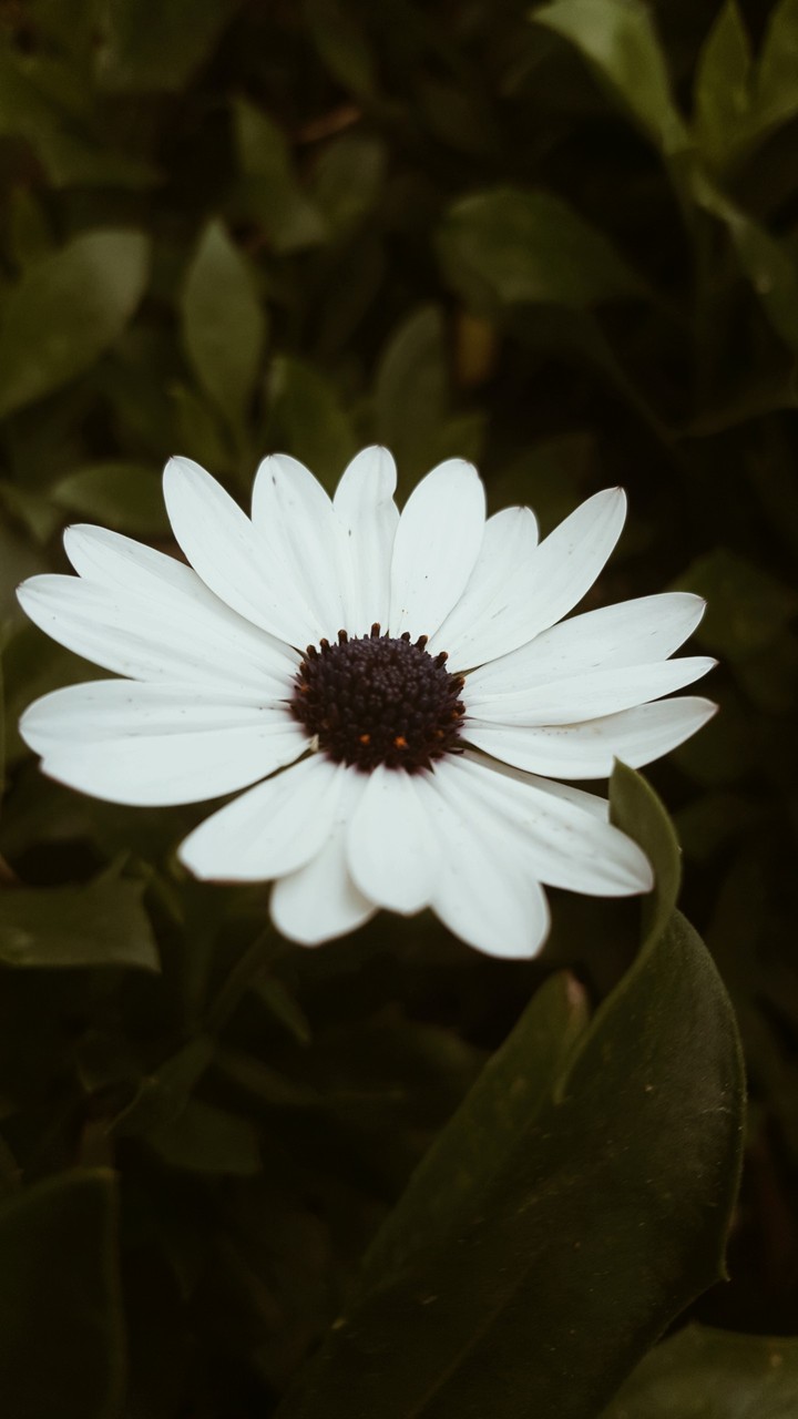 White Flower
