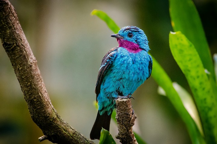 bulbul