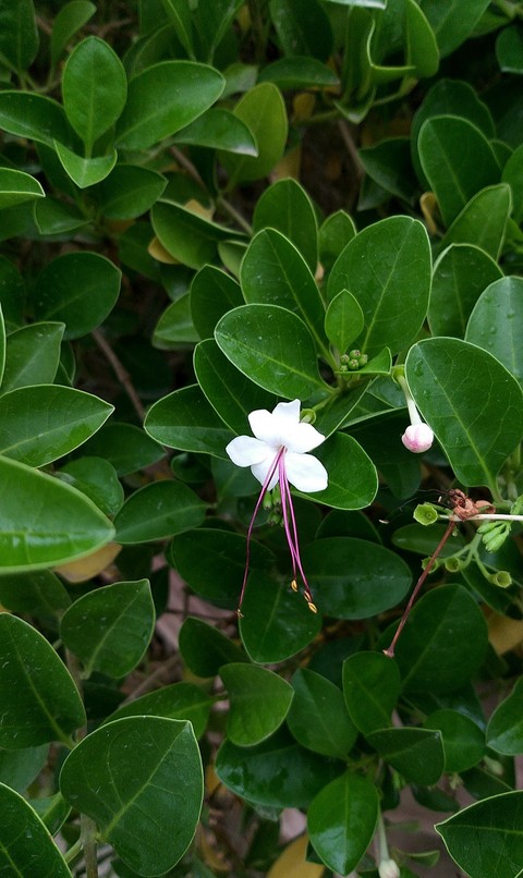 خلفيات flower, petal