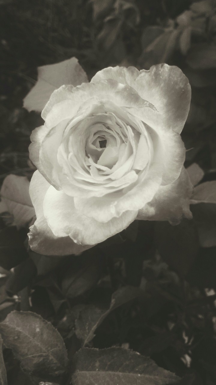 Vintage Flower