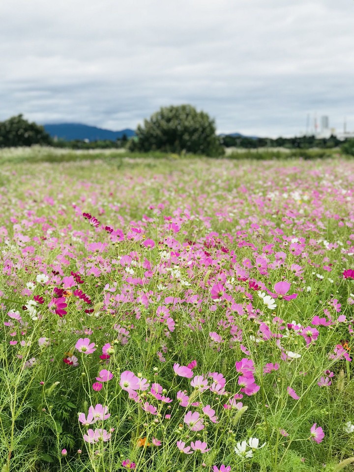 cosmos